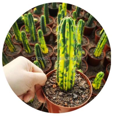 China Environmental Friendly Cactus Plants Wholesale Ornamental Plants Live Cactus T.pachanoi Turbinicarpus For Home Decorate Natural Cactus for sale