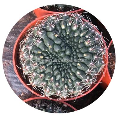 China Creative Round Potted Baldianum Plant Cactus Carpet Coaster Ornamentals Environmental Friendly Cute Gymnocalycium For Indoor Decorate Natural Cactus for sale