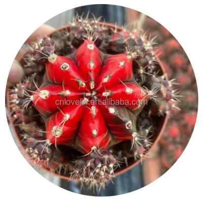 China Wholesale Environmentally Friendly Factory Kit Gymnocalycium mihanovichi Ornamental Plants Live Plant Cacti Indoor Home Decorate Natural Cactus for sale