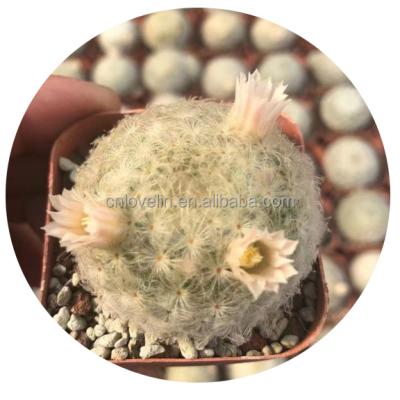 China Environmental friendly Mammillaria plumosa live plant cactus hot sale white color for decorate natural plants for sale