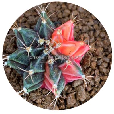 China Environmental Friendly Cactus Seeds Hot Selling Real Cactus Live Plants Gymnocalycium mihanovichii for Decorate Natural Plants for sale