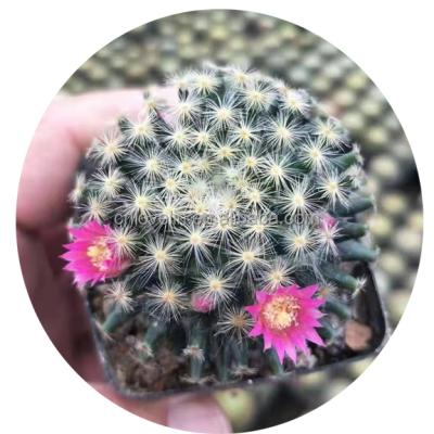 China Environmental Friendly Mammillaria Schiedeana Seeds Top Sell Cactus Live Plants Cactus For Decorating Natural Plants for sale