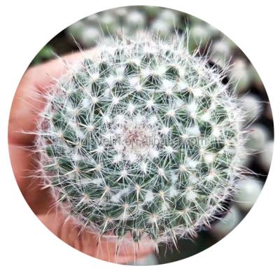 China Mammillaria Hahniana Mini Size Live Plants Indoor Cactus Plants Red Color Environmental Friendly Flowers For Decorating Natural Plants for sale