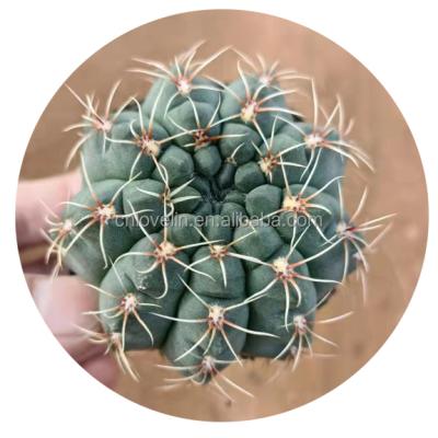 China Environmentally Friendly Wholesale Succulents Gymnocalycium Baldianum Cactus Live Plants Ornamental Cacti Living Plants For Sale for sale