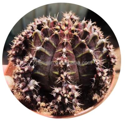 China Real cacti selling cactus live plants Gymnocalycium mihanovichii cacti environmental friendly color warm purple seeds for home decoration for sale