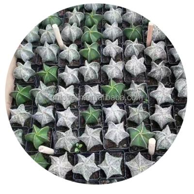 China Environmental Friendly Cactus Plants Astrophytum Myriostigma Seeds Cacti Indoor Air Plants For To Decorate Natural Plants for sale