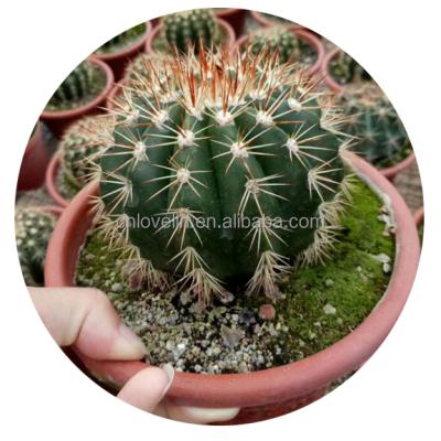 China Environmental Friendly Ornamental Plants Seeds Cacti Melocactus Broadwayi Succulents Plants For Home Decorate Natural Cactus for sale