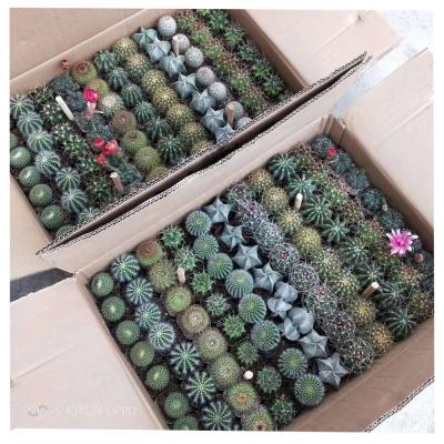 China Top Selling Environmentally Friendly Cacti Plants Mix 88pcs Natural Cactus Plants Live Cacti For Decoration Indoor Air Plants for sale