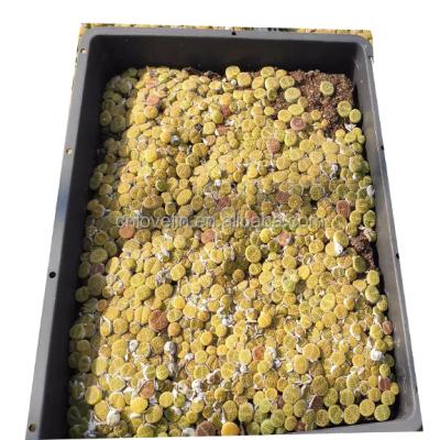 China Environment Friendly Lithops Plants Stone Lithops Flowers Large Trays Indoor Plants Species Aucampiae Popular Natural Lithops Plants For Sale for sale