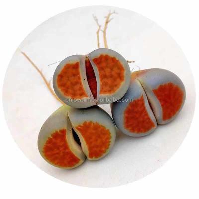 China Eco-Friendly Red Lithops PlantsTop Lithops Succulents Cactus Indoor Plants Natural Mini Plants For Sale for sale