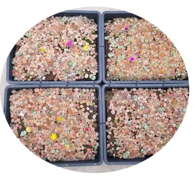 China Environmental Friendly Large Lithops Tray Mixed Succulents Cacti Lithops Mini Plants Indoor Plants For Sale for sale