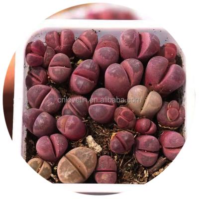 China Red color environment friendly natural lithops lithops optica rubra plants succulent lithops for garden for sale