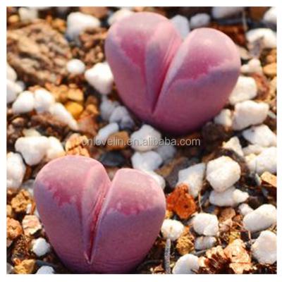 China Mini Red Color Rubra Optica Plants Lithops Sale Plant Pots Environmental Friendly Superior Real Lithops Succulent Lithops for sale