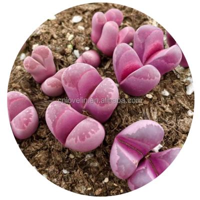 China Environmentally Friendly Popular Plants Twin Heads Real Lithops Optica Rubra Red Color Lithops Succulent Lithops For Garden for sale