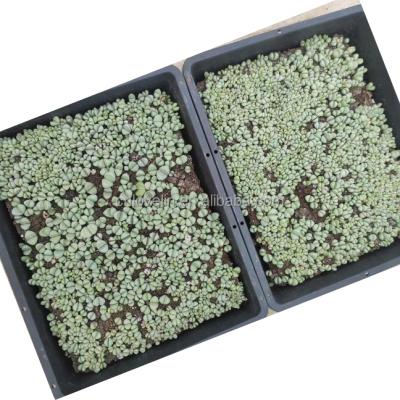 China Argyroderma delaetii Plants Lithops Sale Mini Plants Pots Large Trays Superior Succulent Lithops True Pots Succulent Lithops for sale