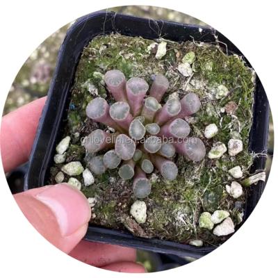 China Home Indoor Home Pots Lithops Plants Frithia Humilis Environmentally Friendly Cute Real Lithops Mini Succulent Plants for sale