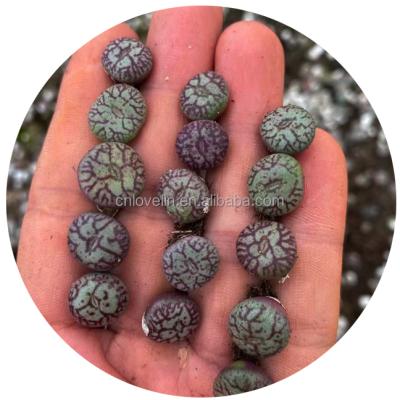 China Mini Lithops Plants Conophytum Mini Lithops Environmental Friendly Succulent Natural Lithops Mini Plants Pots For Indoor Decorate for sale