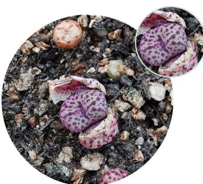 China Environmental Friendly Lithops Seeds Conophytum Obcordellum Plant Mini Ornamental Lithops Plants For Home Decoration Nursery for sale