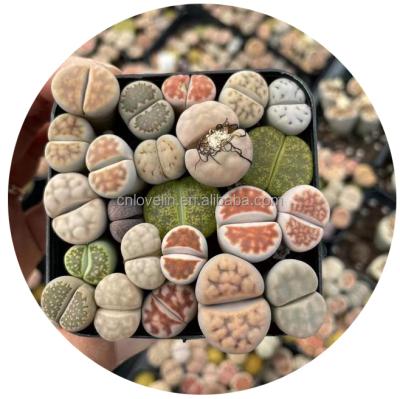 China Environmental Friendly Lithops Plants Live Indoor Mini Potted Plants Korea Lithops Natural Succulents Cactus Plants For Sale for sale