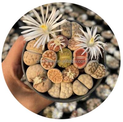 China Environmental Friendly Lithops Plants Live Lithops Pots Korea Natural Succulents Cacti Indoor Mini Plants Mix Seed Lithops Plants For Sale for sale