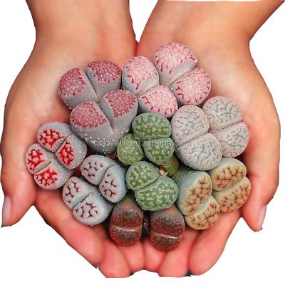 China Environmental Friendly Lithops Plants Korea Lithops Mixed Natural Succulents Cactus Tweens Mini Plants Indoor Plants For Sale for sale