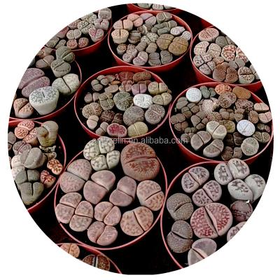 China Environmental Friendly Lithops Plants Live Mini Plants Korea Lithops Natural Cactus Succulents Indoor Plants Ko Lithops For Sale for sale