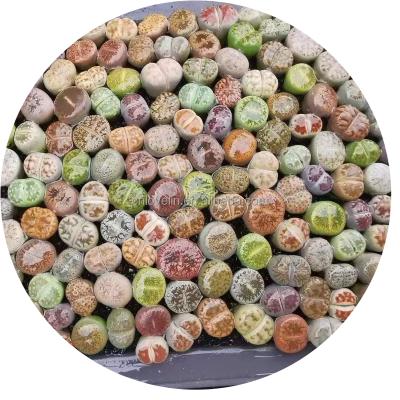 China Korea mini lithops superior mixed lithops small size colorful natural sale succulents cactus plants for sale for sale