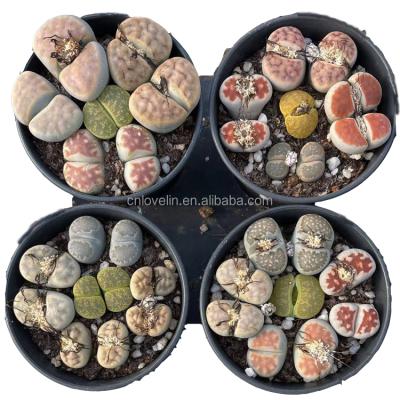 China Environmental Friendly Popular Colorful Mixed Natural Succulents Lithops Small Size Indoor Lithops Cactus Plants For Sale for sale