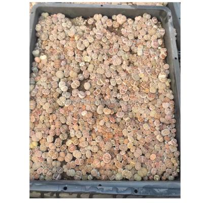 China Large Trays Environmentally Friendly Popular Colorful Natural Plants Indoor Plants Stone Lithops Kiku Pot Lithops Flowers For Sale for sale