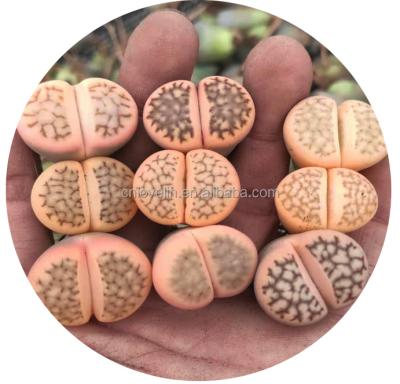 China Colorful environment friendly rose lithops lithops varied indoor plants rare natural plants stone lithops flowers for sale for sale