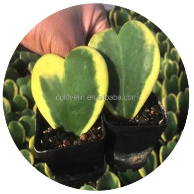 China Hoya environmental friendly natural cordata plants cute plants live cactus hot sale leaves plants for indoor decoration for sale