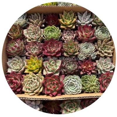 China Lemaire Eco Friendly Natural Cute Agavoides Echeveria Succulent Mix Color Plants Real Succulent Plants For Indoor Decorate for sale