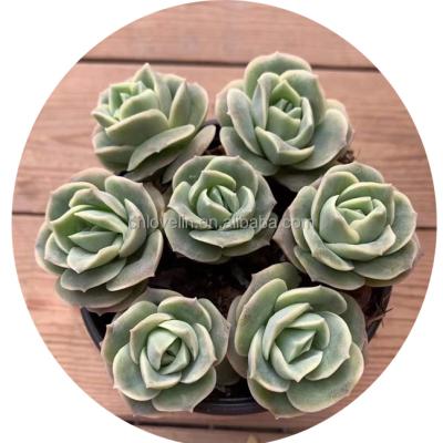 China Environmentally Friendly Cute Real Succulents Plants Succulents Ornamental Plants Echeveria Beautiful Rose For Home Decoration Nursery for sale