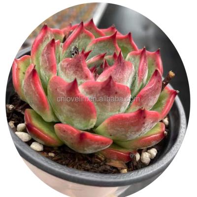 China Peach Environmental Friendly Juicy Cute Succulents Echeveria Ornamental Plants For Home Decoration Nursery for sale