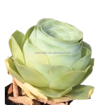 China Environmental Friendly Succulent Plants Live Greenovia Diplocycla Cute Succulents Ornamental Plants For Decoration Home Nursery for sale