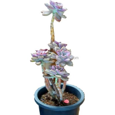 China Environmental Friendly Popular Succulents Live Graptopetalum Snow White Cute Plants Ornamental Plants For Decoration Home Nursery for sale