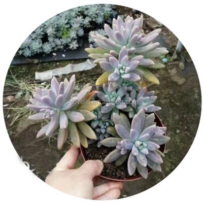 China Wholesale Environmental Friendly Plants Live Ornamental Plants Of xGraptosedum Or Francesco Baldi Cute Plants For Home Decoration Nursery for sale