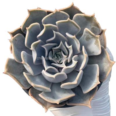 China Eco-Friendly Korean Succulent Cute Plants Echeveria Ornamental Lilacina Plants For Decoration Home Nursery for sale