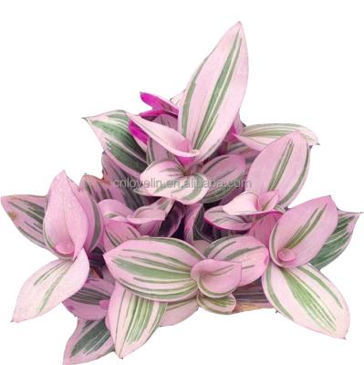 China Environmental friendly popular cerinthoides plants purple color succulents Tradescantia living plants real cactus for decorate natural plants for sale