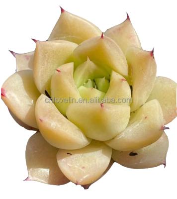 China Environmental Friendly Succulents Wholesale 32pcs Cute Succulents Echeveria Ornamental Plants Live Plants For Decoration Home Nursery for sale