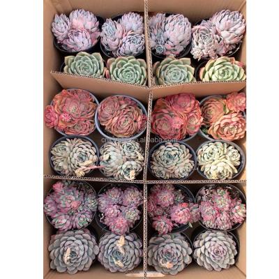 China Real Color Mix Color Echeveria Succulent Plants Cute Environmentally Friendly Echeveria Succulents 24pcs For Indoor Decorate for sale