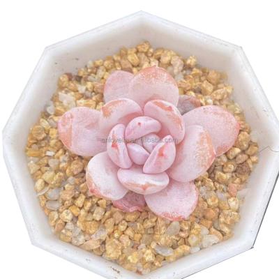 China Eco-Friendly Color Environmental Friendly Cute Succulents Pink Echeveria Lauii Pink Echeveria Ornamental Plants For Decoration Home Nursery for sale