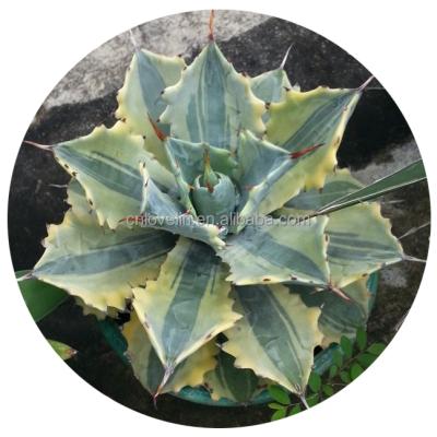 China Verschaffelti Potatorum Agave Plants Hot Selling Agave Succulents Environment Friendly Varieties Living Plants Real Cacti For Indoor Decorate for sale