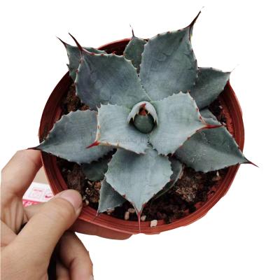 China Environmental friendly popular agave parryi plants real agave cactus for decorate natural plants for sale