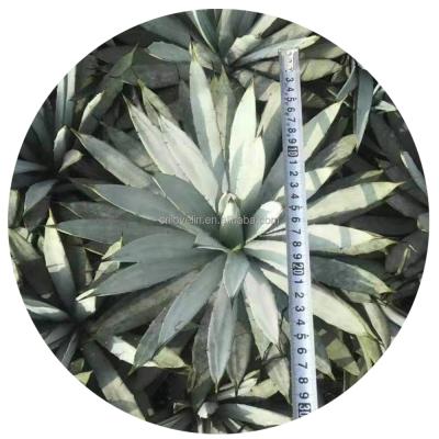 China Real Natural Agave Environmental Friendly Agave Macroacantha Succulents Indoor Cactus Plants Indoor Plants For Sale for sale