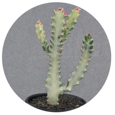 China Euphobia Ghost Plants Indoor Plants Selling Environmentally Friendly Real White Hot Natural Cacti Cactus For Sale for sale