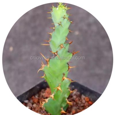 China Real Natural Environmental Friendly Cacti Seeds Hot Sale Succulent Tortirama Spurge Cactus Spiral Plant Indoor Plants for sale