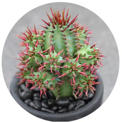 China Real Environmental Friendly Cactus Spurge Aggregata Succulents Seeds Live Rare And Colorful Mini Cacti Plants Hot Sale For Indoor Decorate for sale