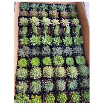 China Environmentally Friendly Haworthia Mixed Box Living Cute Hot Sale Cactus Mini Haworthia Coperi Plants Succulents Plants Real Cacti For Indoor Decorate for sale