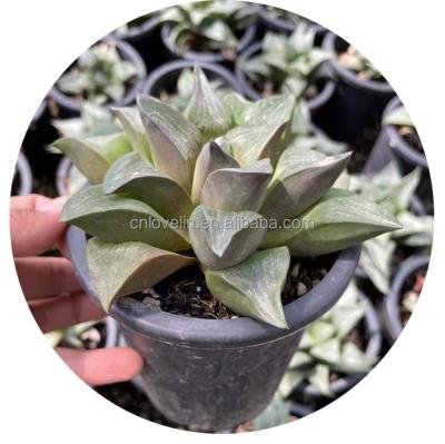 China Hot Selling Large Size Haworthia Plant Environmental Friendly Succulent Mini Cactus Plants Real Cacti For Indoor Decorate for sale